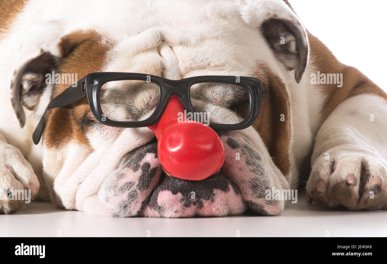 Il porte des lunettes de clown sur fond blanc - Bulldog anglais Photo Stock  - Alamy