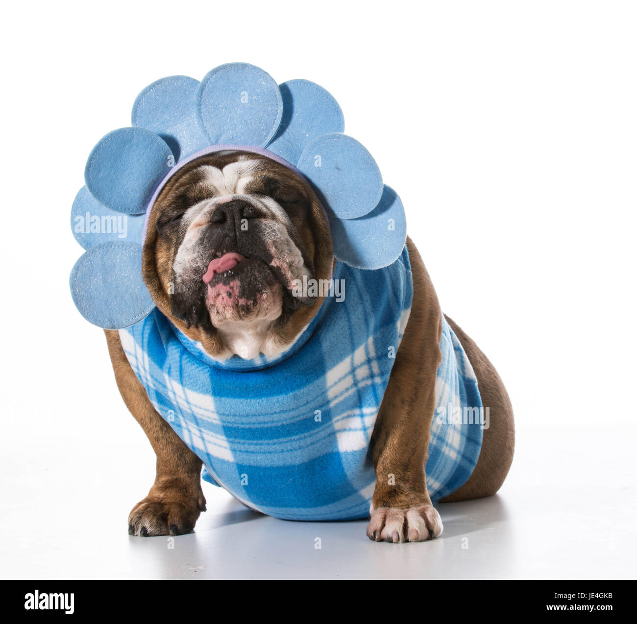 manteau chien bulldog anglais