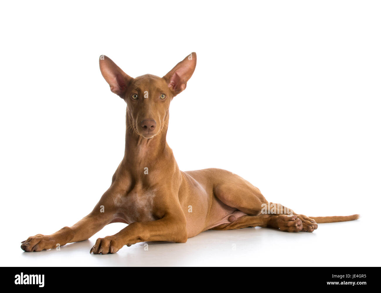 Le pharaon hound fixant à au viewer sur fond blanc Banque D'Images