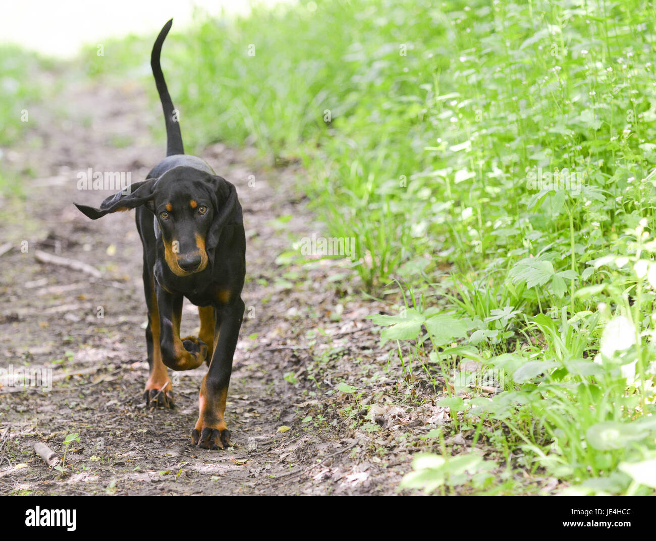 Coonhound noir et feu marche sur une voie Banque D'Images