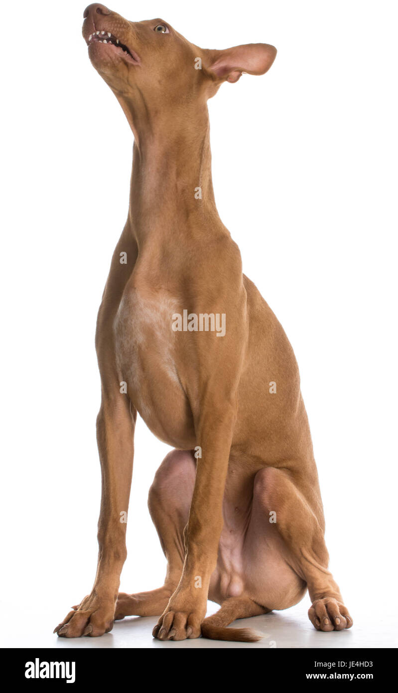 Funny dog - pharaon hound looking up on white background Banque D'Images