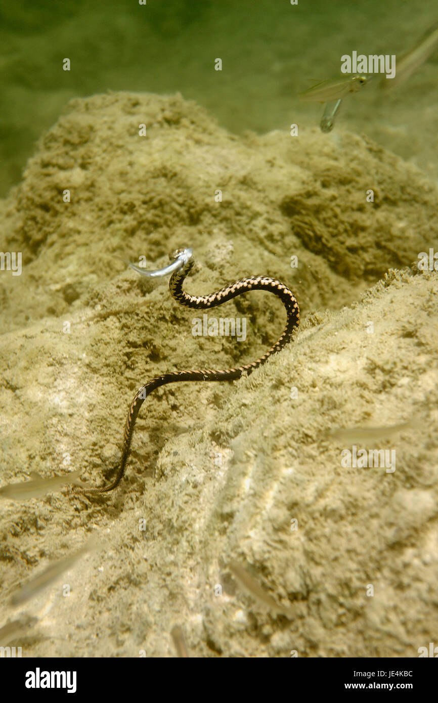 Le serpent de dés avec une proie de poisson, la rivière Mrežnica, Croatie Banque D'Images