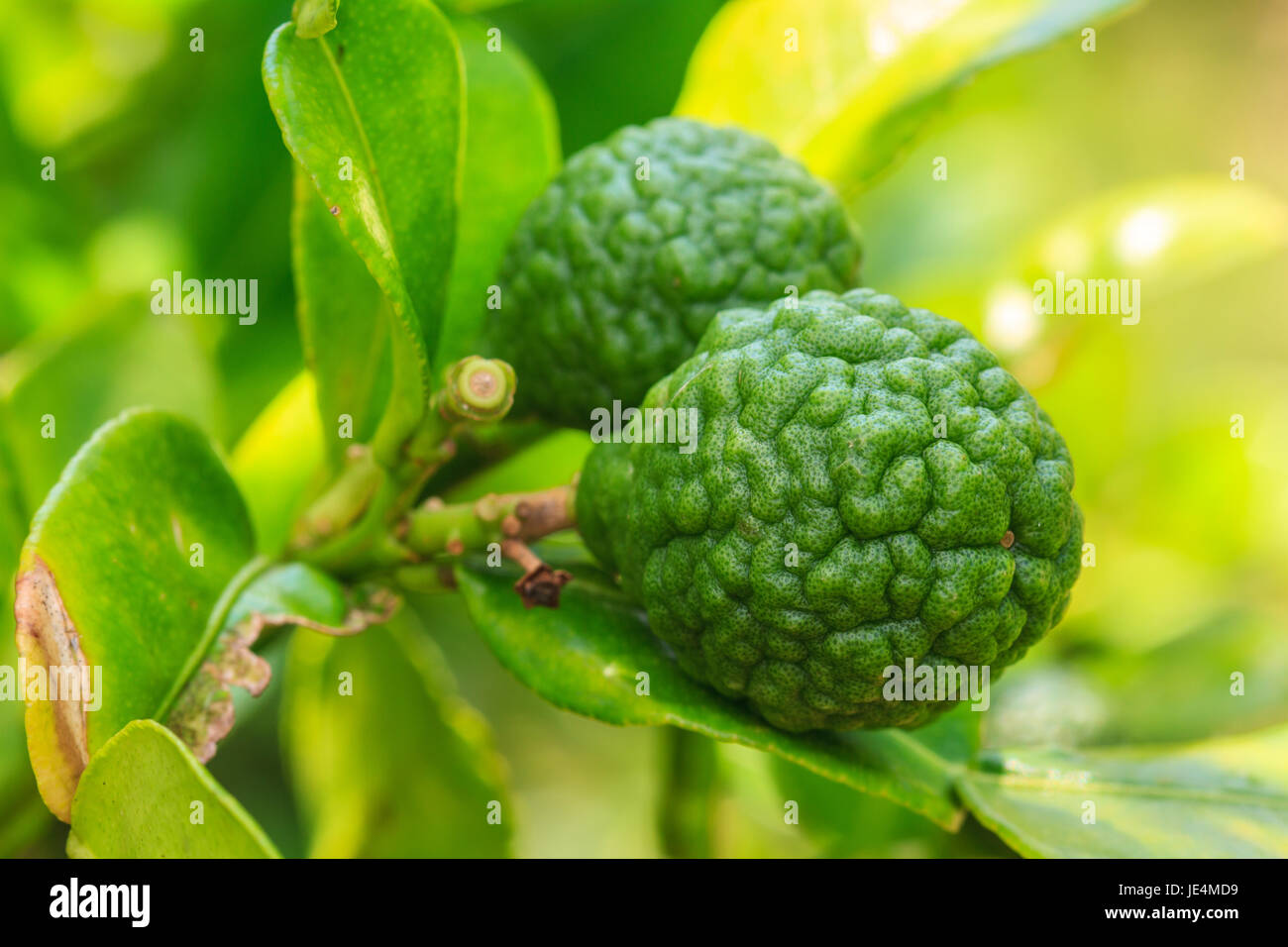 La bergamote sur arbre dans gaden, bergamote (Chaux Kaffir) fruits Banque D'Images