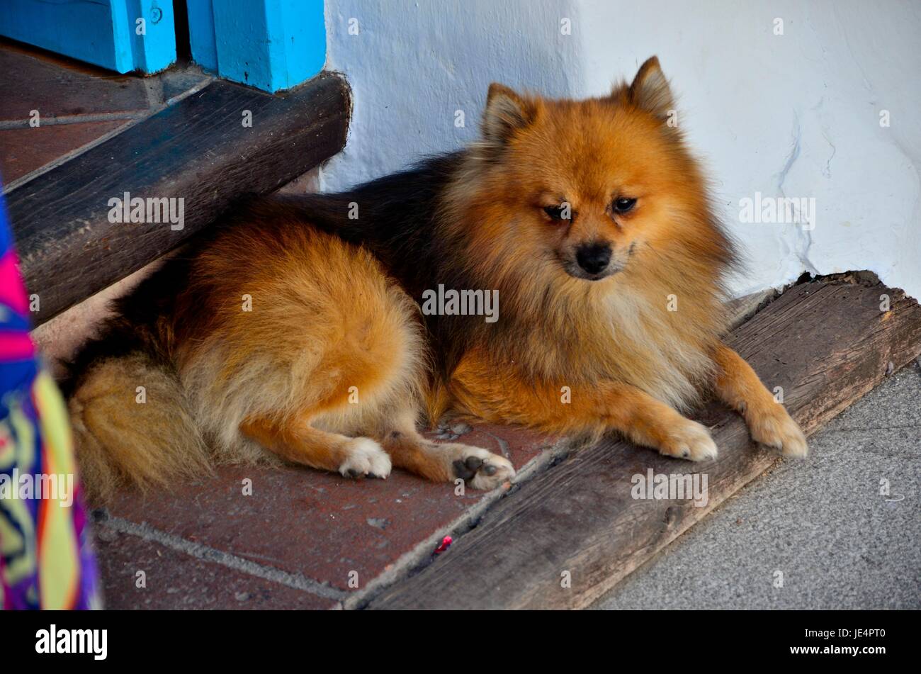 spitz allemand Banque D'Images