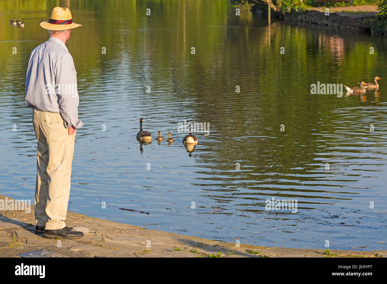 Man looking out sur Poole Park Lake, à Poole, Dorset Park sur une soirée ensoleillée en Juin Banque D'Images