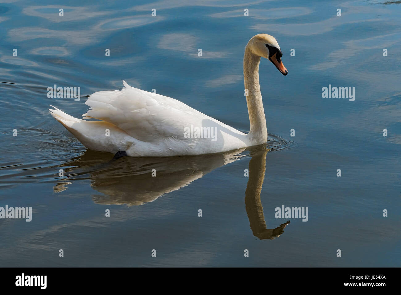 Cygne muet glisse très gracefuly encore presque l'ove lake. Banque D'Images