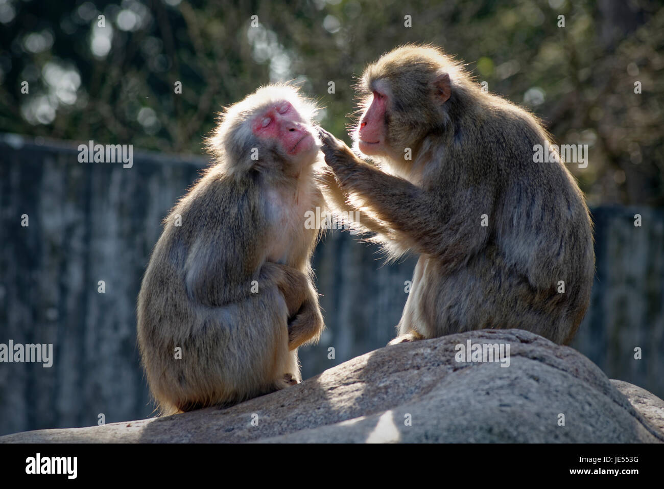 Macaque japonais (Macaca fuscata) maintiennent leurs relations sociales dans le groupe par le toilettage. Banque D'Images