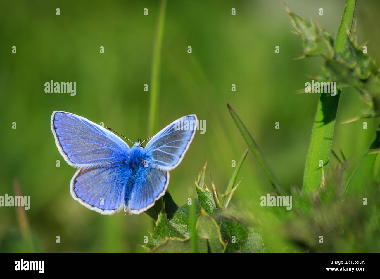 Papillon Bleu commun sur une feuille de chardon Banque D'Images