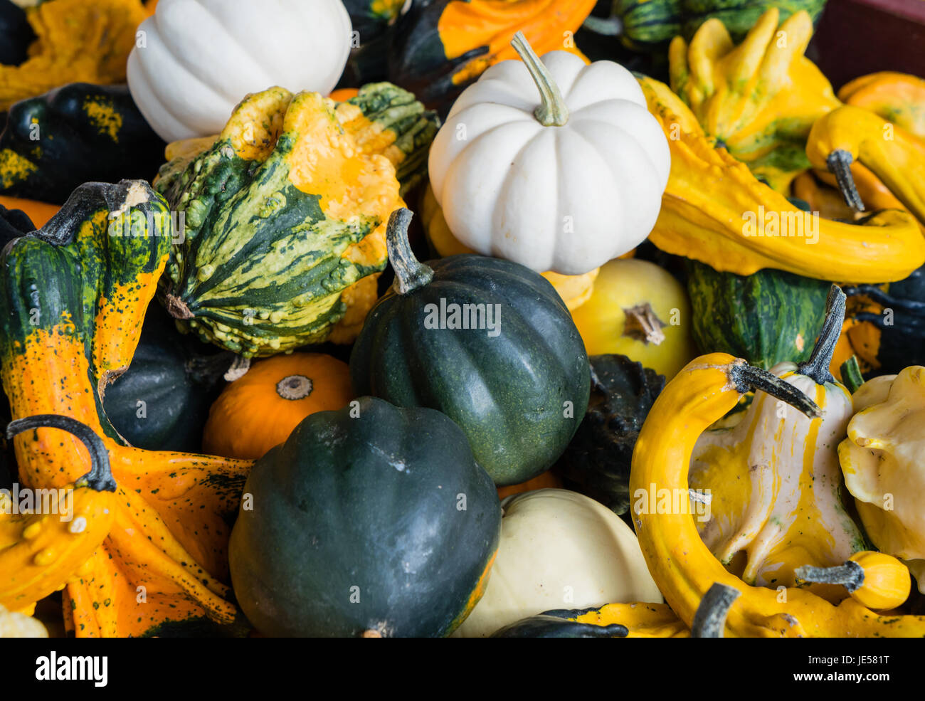 Citrouilles, Courges et arrangement le squash. Banque D'Images