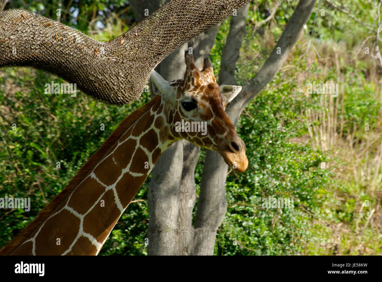 Tête de girafe dans les arbres Banque D'Images