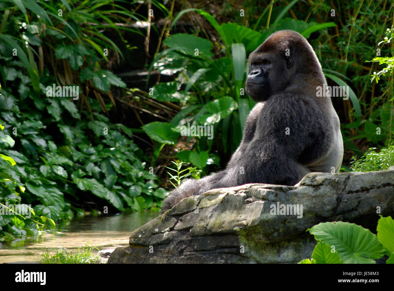 Gorille au repos par l'eau Banque D'Images
