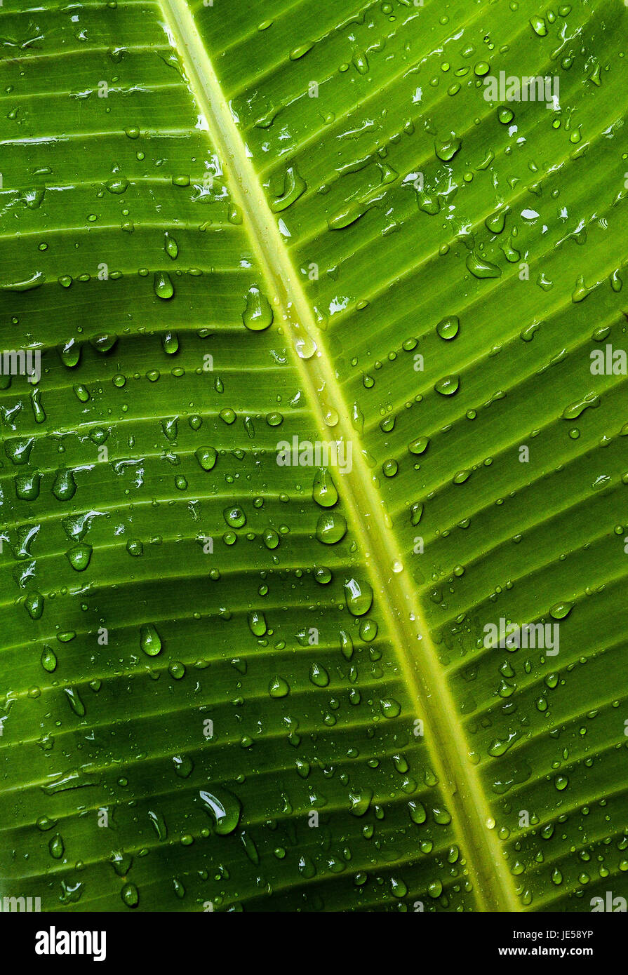 Pluie sur différentes feuilles et la faune à l'El Yunque Rain Forest à Porto Rico Banque D'Images