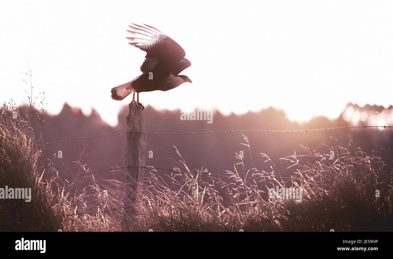 Oiseau de proie sur la clôture de partir pour le vol. Banque D'Images
