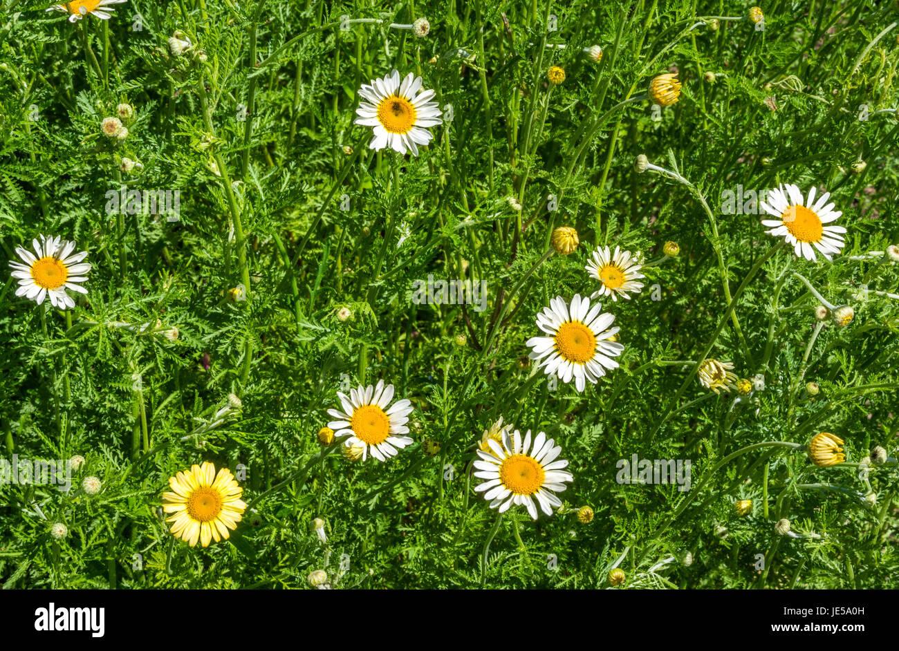 Dyer's camomille (Anthemis tinctoria) dans le jardin d'herbes au couvent Inzigkofen sur la vallée du Danube, Jura souabe, Bade-Wurtemberg, Allemagne, E Banque D'Images