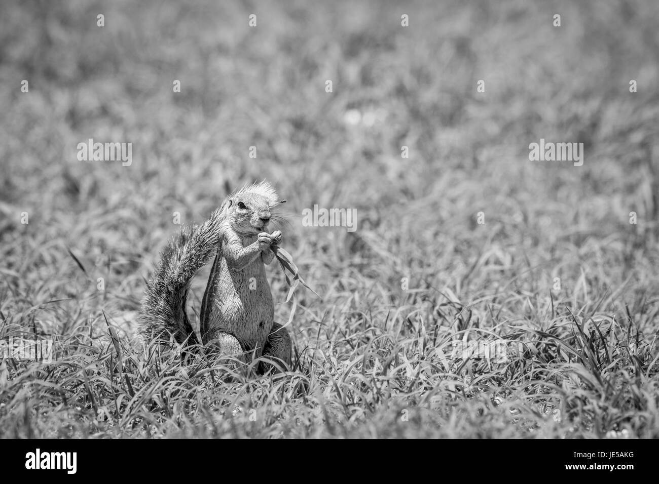 L'écureuil mange de l'herbe au sol en noir et blanc dans l'kalagadi transfrontier Park, Afrique du Sud. Banque D'Images