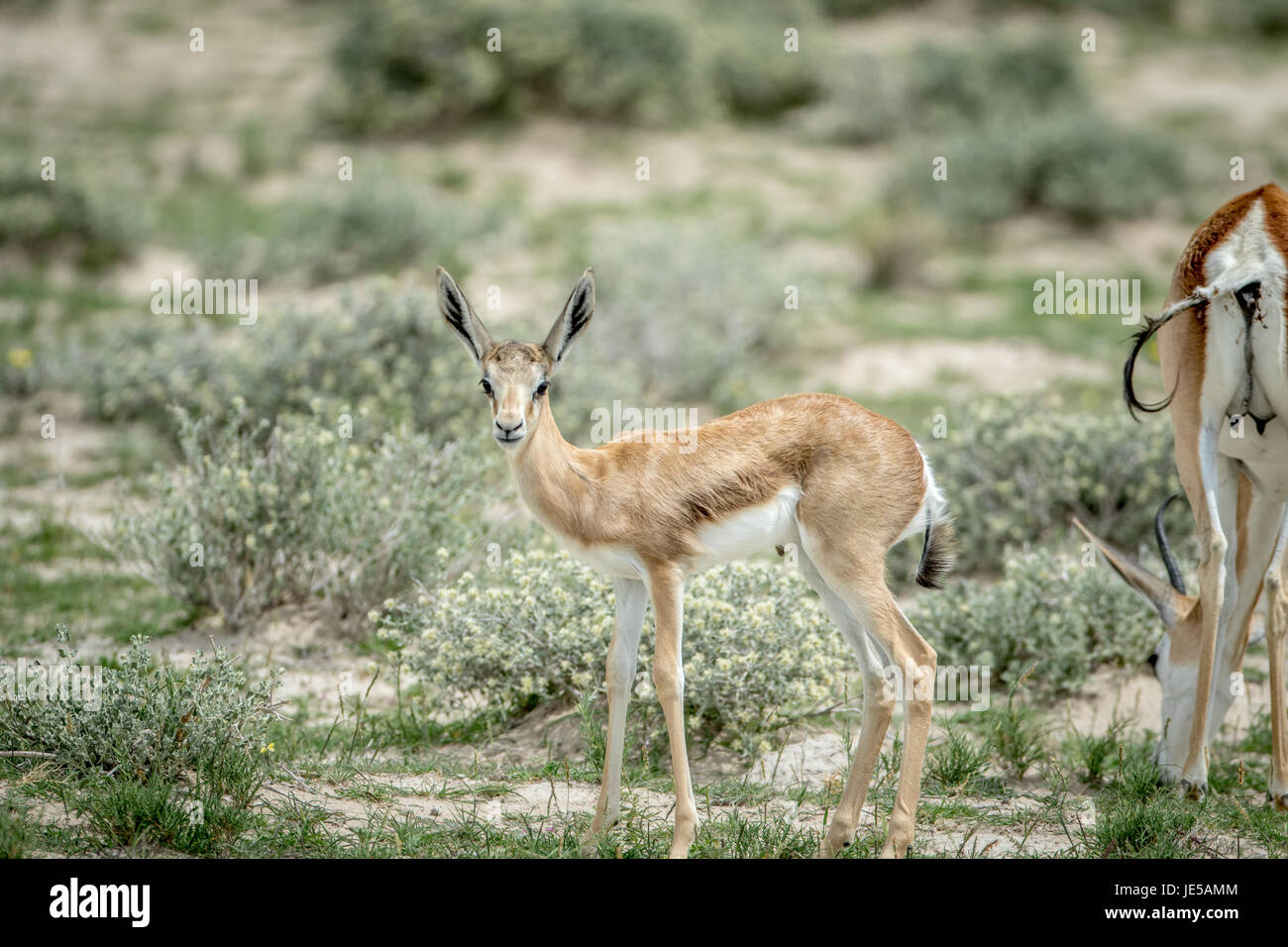 Les jeunes veaux springbok avec à la caméra dans l'kalagadi transfrontier Park, Afrique du Sud. Banque D'Images