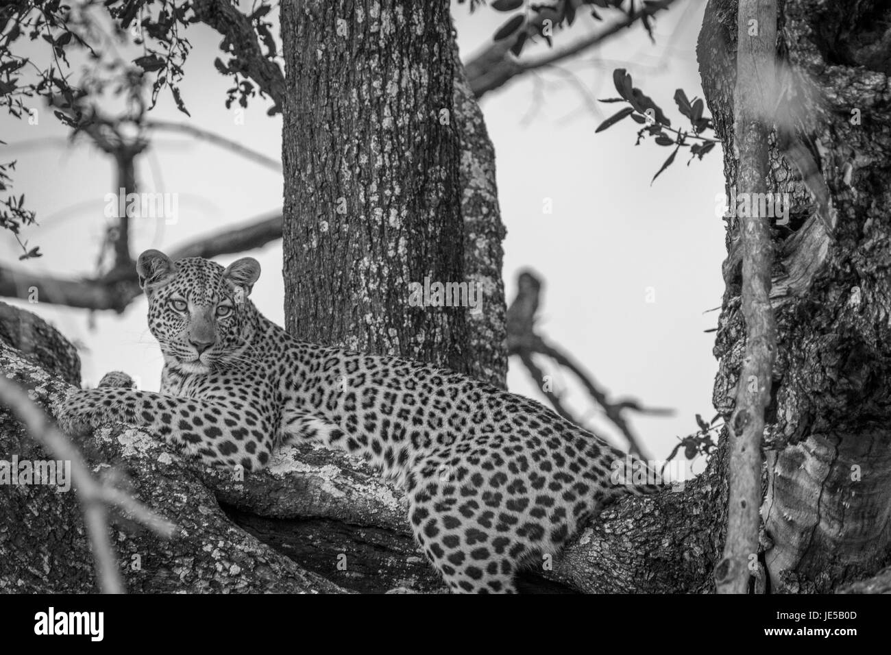 Un Léopard se détendre dans un arbre dans le Delta de l'Okavango, au Botswana. Banque D'Images
