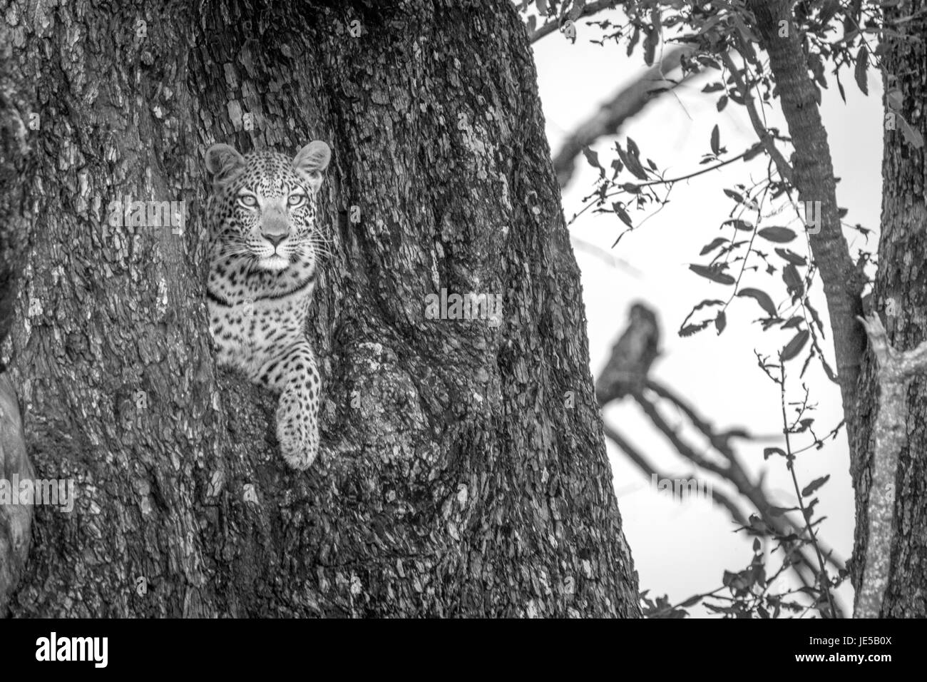 Leopard avec à la caméra d'un arbre dans le Delta de l'Okavango, au Botswana. Banque D'Images