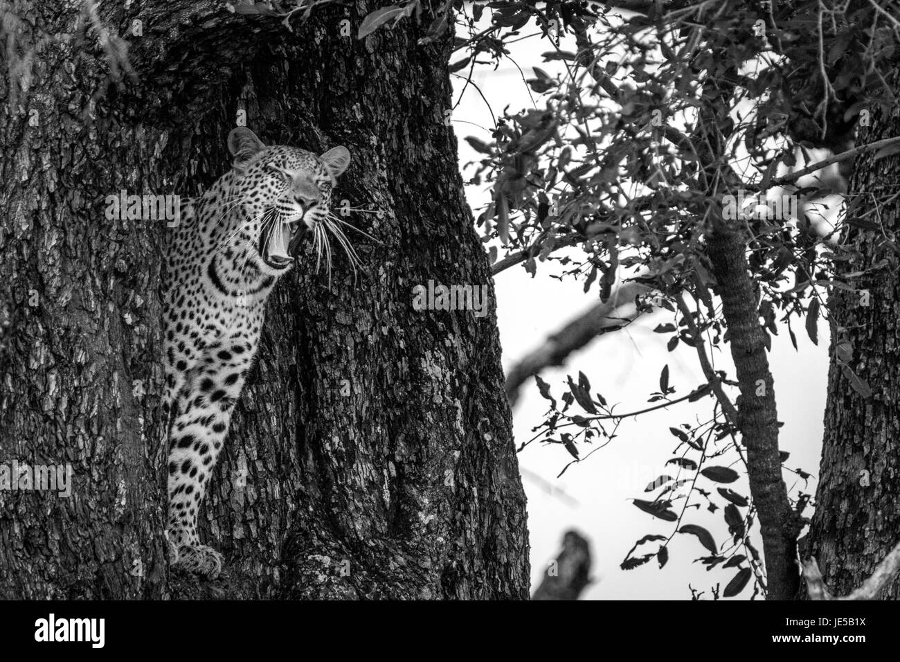 Leopard bâillement dans un arbre dans le Delta de l'Okavango, au Botswana. Banque D'Images
