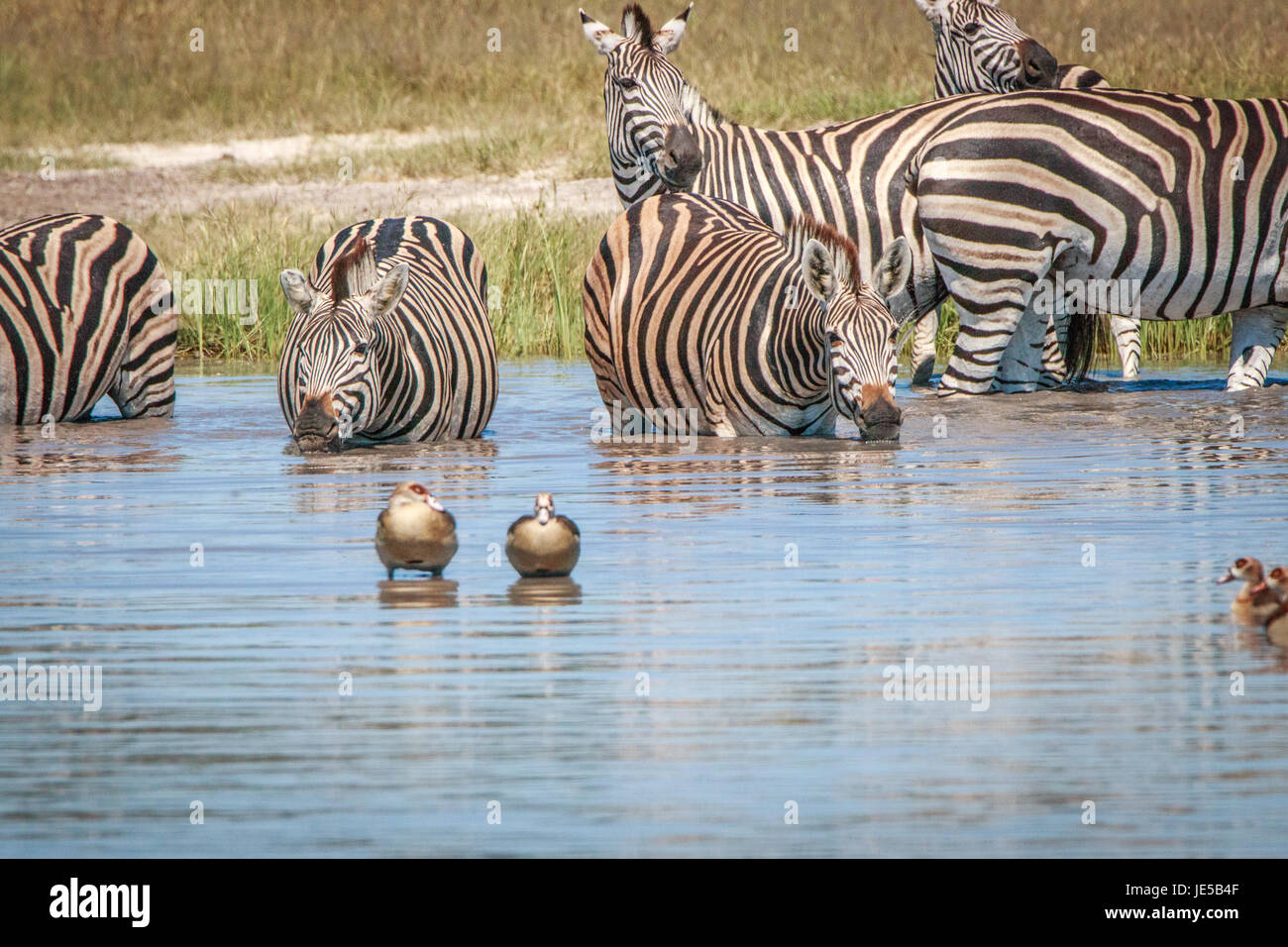 Plusieurs zèbres boire dans le parc national de Chobe, au Botswana. Banque D'Images