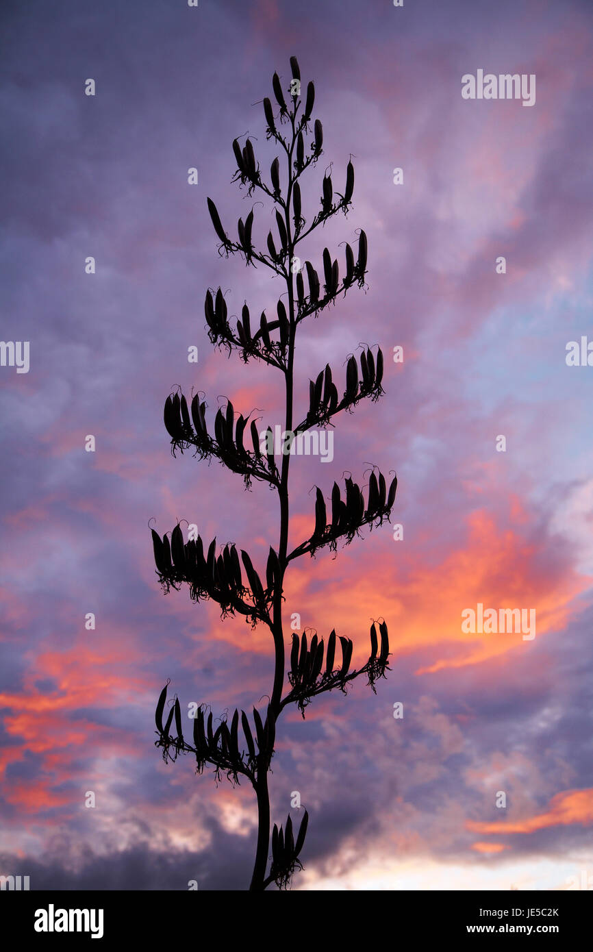 Fleurs de lin (harakeke) contre le ciel du soir orageux Banque D'Images