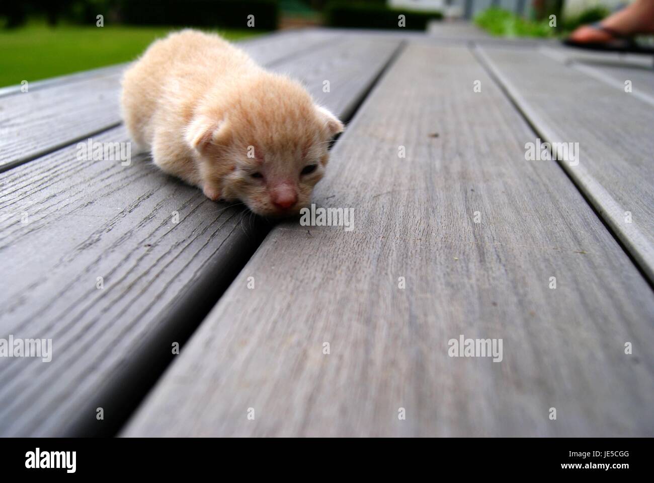 chaton de bébé Banque D'Images
