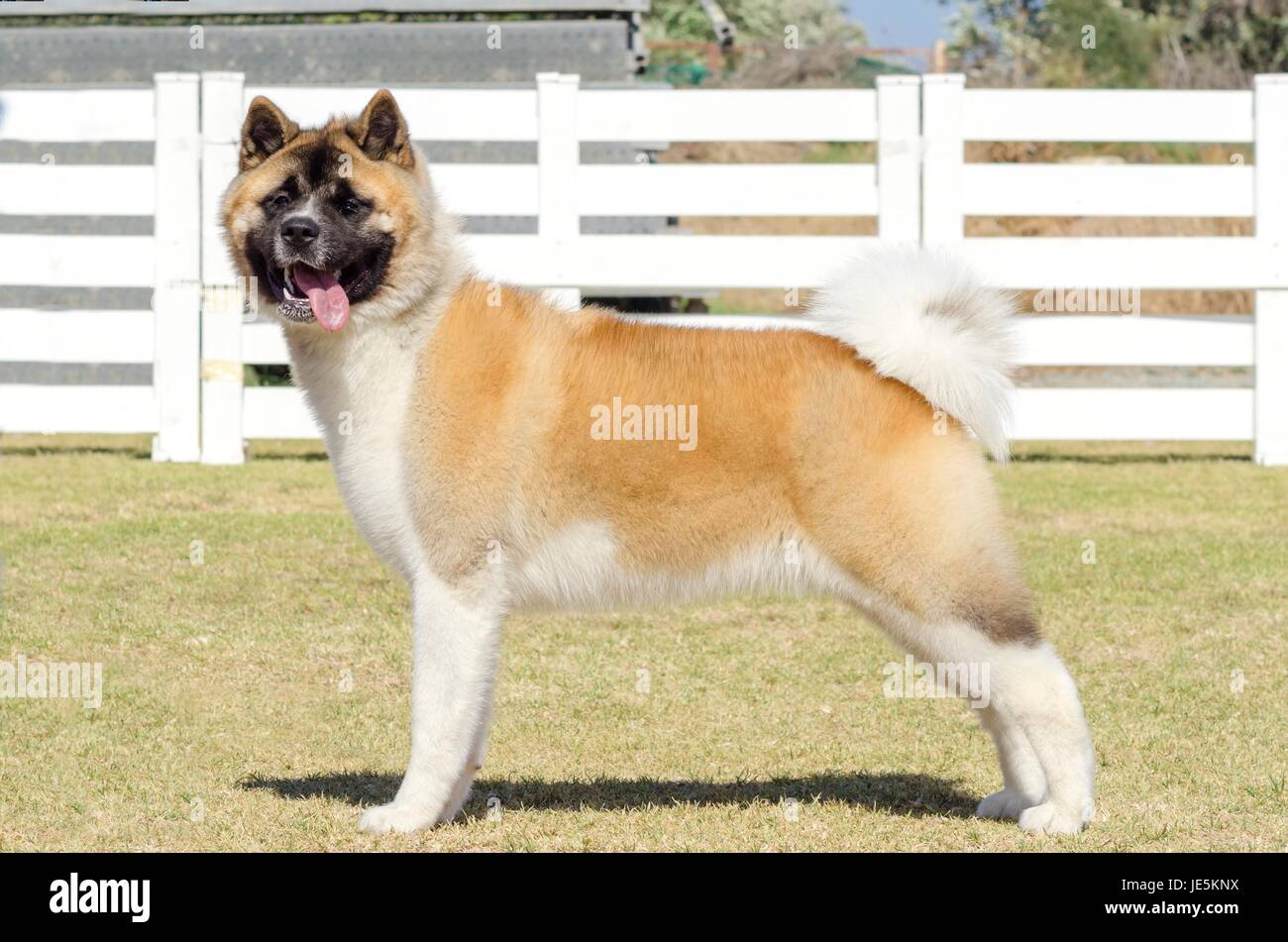 Un Portrait Dun Sable Blanc Et Brun Pinto Akita Américain