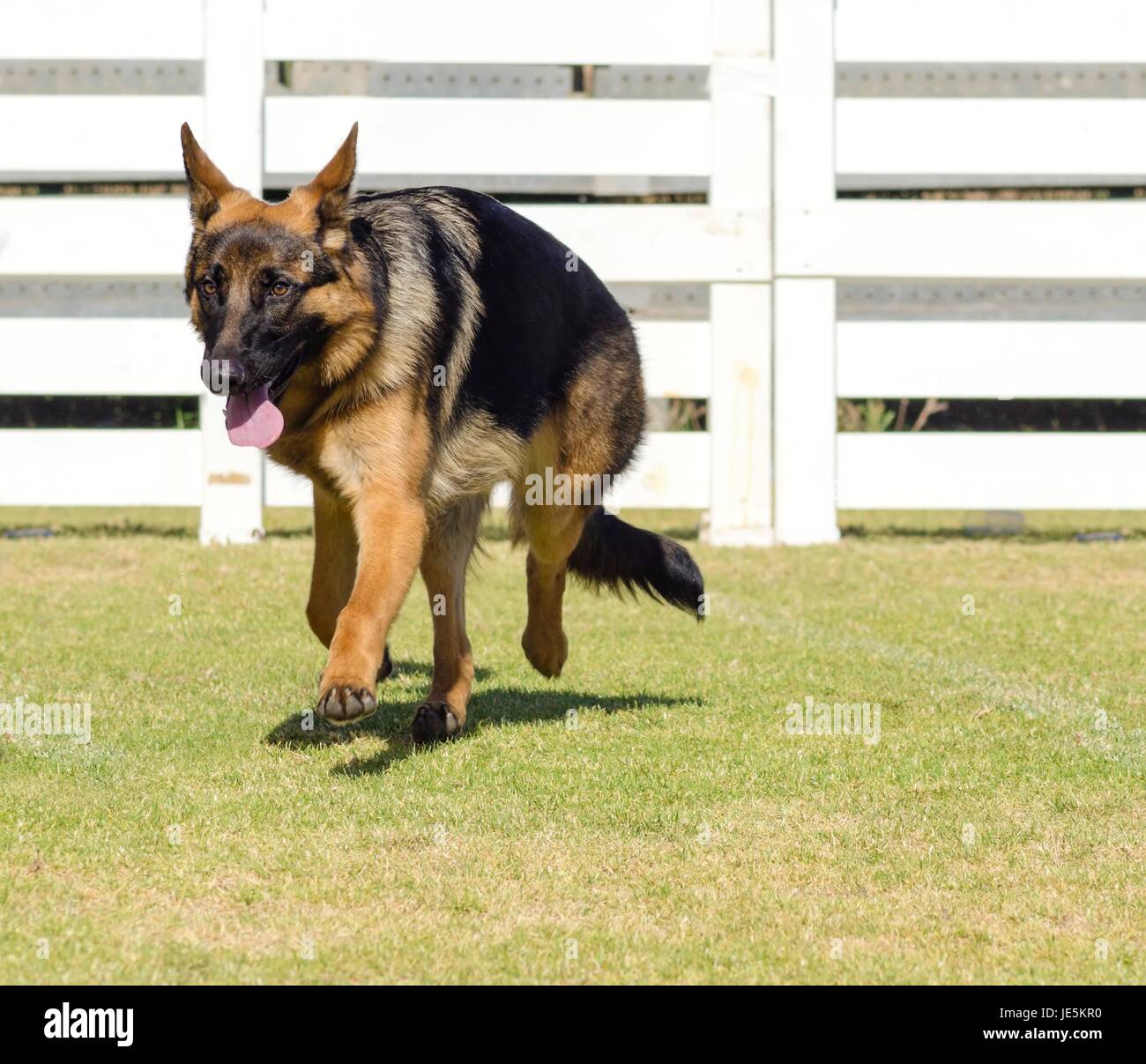 Un jeune, belle, noir et feu Berger Allemand marche sur l'herbe tout en regardant heureux et ludique. Le Berger Allemand aka alsacienne, est un très bon chien de sécurité souvent utilisé par la police et l'armée. Banque D'Images