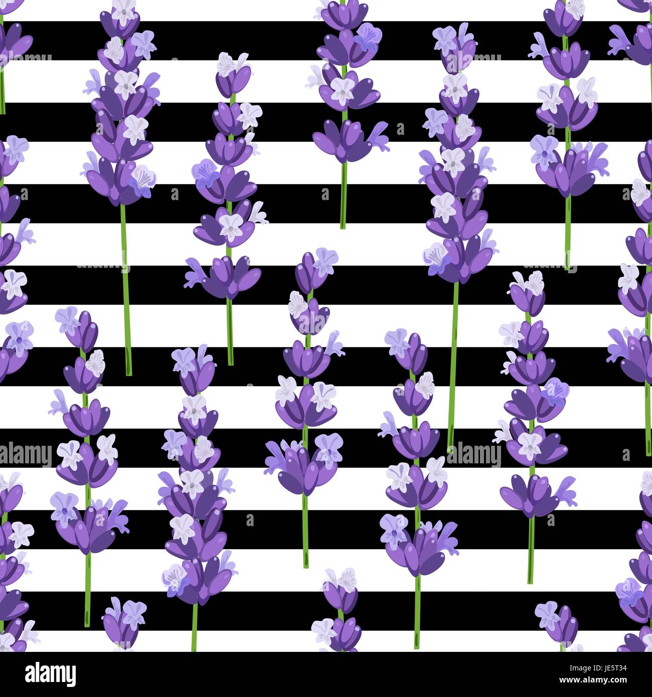 Une structure de provence fleurs de lavande violette sur des bandes noires. Vector illustration. Illustration de Vecteur