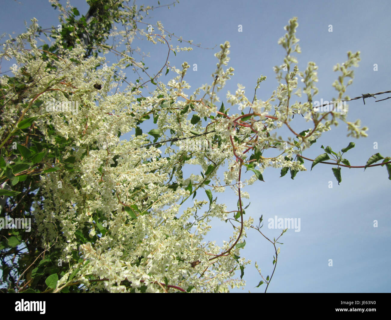 La Knoeterich, ou bindweed, dans la région de Schwetzinger Hardt, est une plante robuste qui prospère dans une variété d'environnements, en particulier le long des routes et dans les sols perturbés. Ses fleurs sont généralement en forme de trompette et peuvent varier en couleur, souvent violette ou blanche, et il est généralement considéré comme un grimpeur vigoureux dans son habitat. Banque D'Images