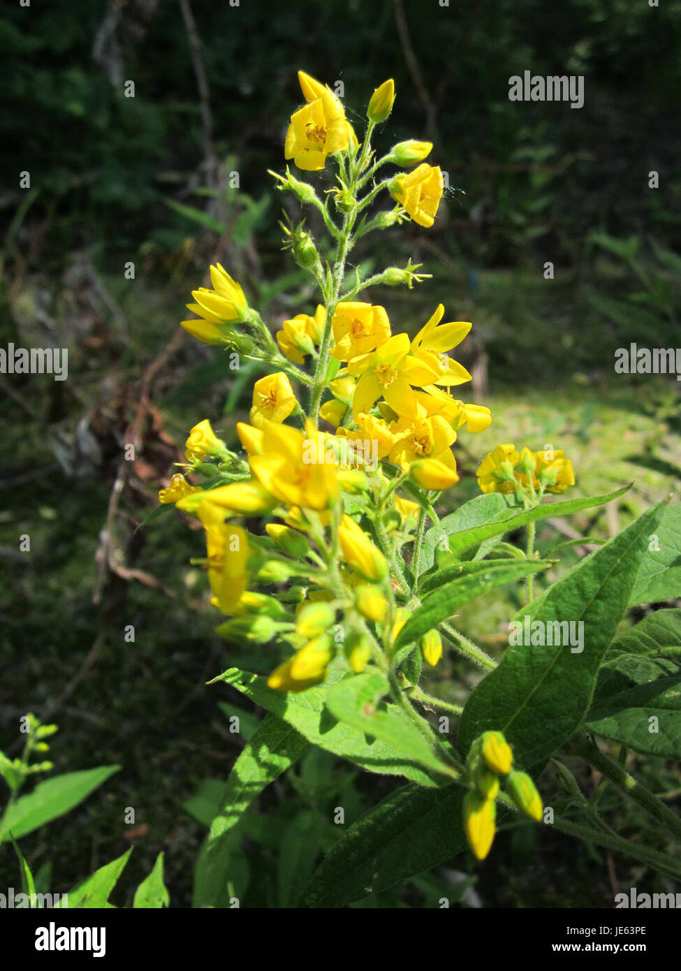 Gilbweiderich, aussi connu sous le nom d’Hypericum perforatum ou encore de John’s Wort, est une espèce végétale connue pour ses propriétés médicinales. Il est souvent utilisé pour traiter divers maux et se trouve dans les jardins et les zones sauvages. Banque D'Images