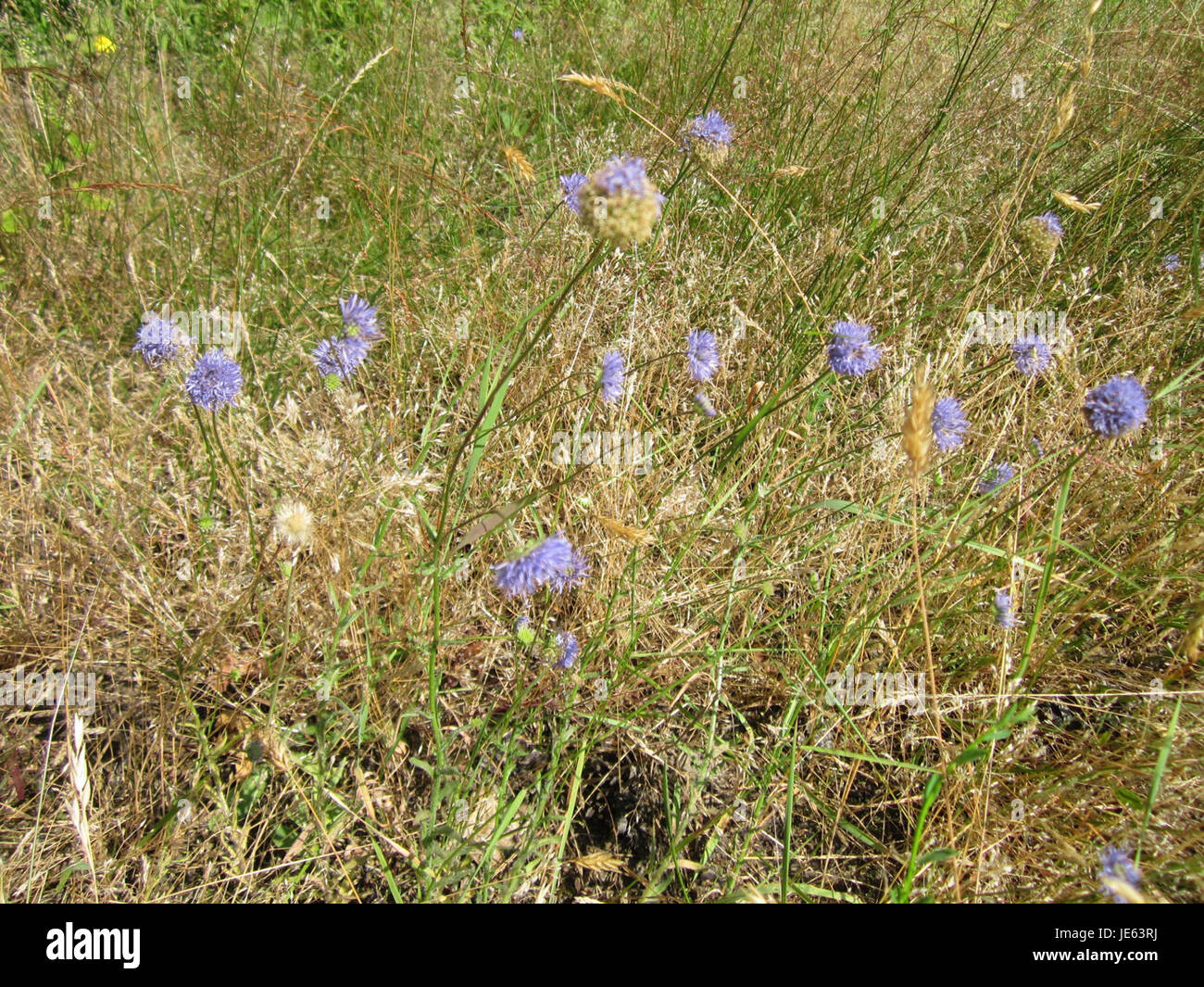 Cette photo du 16 juillet 2013 montre une variété de fleurs, probablement une représentation de la variété 'Raiponce' de l'espèce Sandrapunzel à Schwetzinger Hardt, une région connue pour sa riche diversité végétale. Banque D'Images