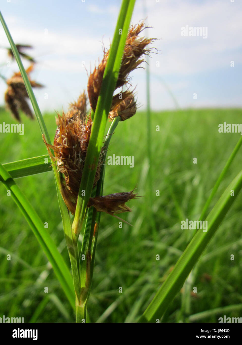 L'image montre Strandsimse, une espèce de plante trouvée dans les zones côtières, probablement capturée à Hockenheim en Allemagne. Strandsimse est connu pour sa nature robuste et sa capacité à prospérer dans des environnements salins, que l’on trouve couramment dans les écosystèmes côtiers où il contribue à la stabilisation des sols et à la prévention de l’érosion. Banque D'Images