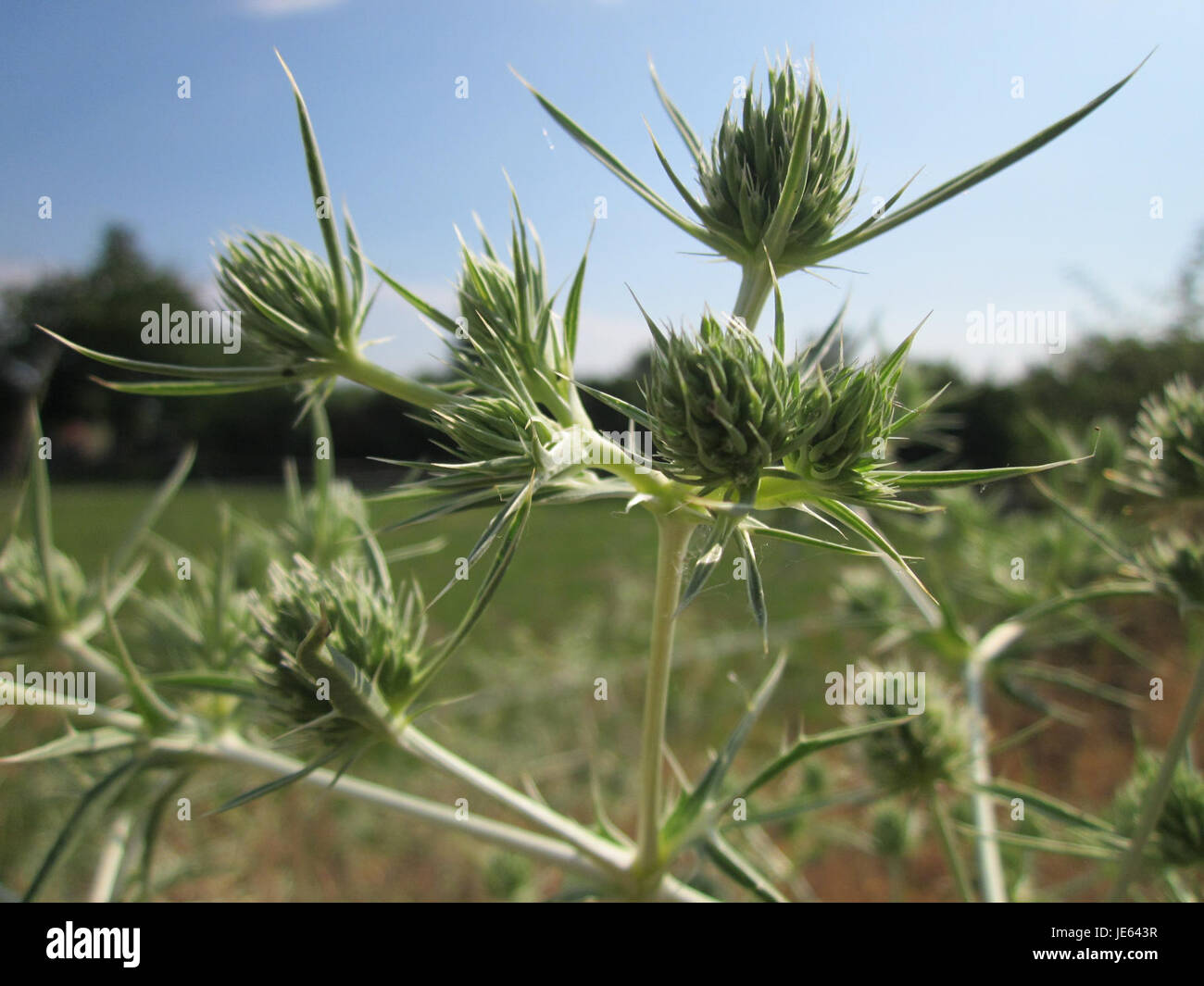 L'image montre Mannstreu, une espèce végétale trouvée à Hockenheim, en Allemagne. Connue pour ses denses grappes de petites fleurs, cette espèce est typique de la flore de la région et commune dans les champs locaux. Banque D'Images