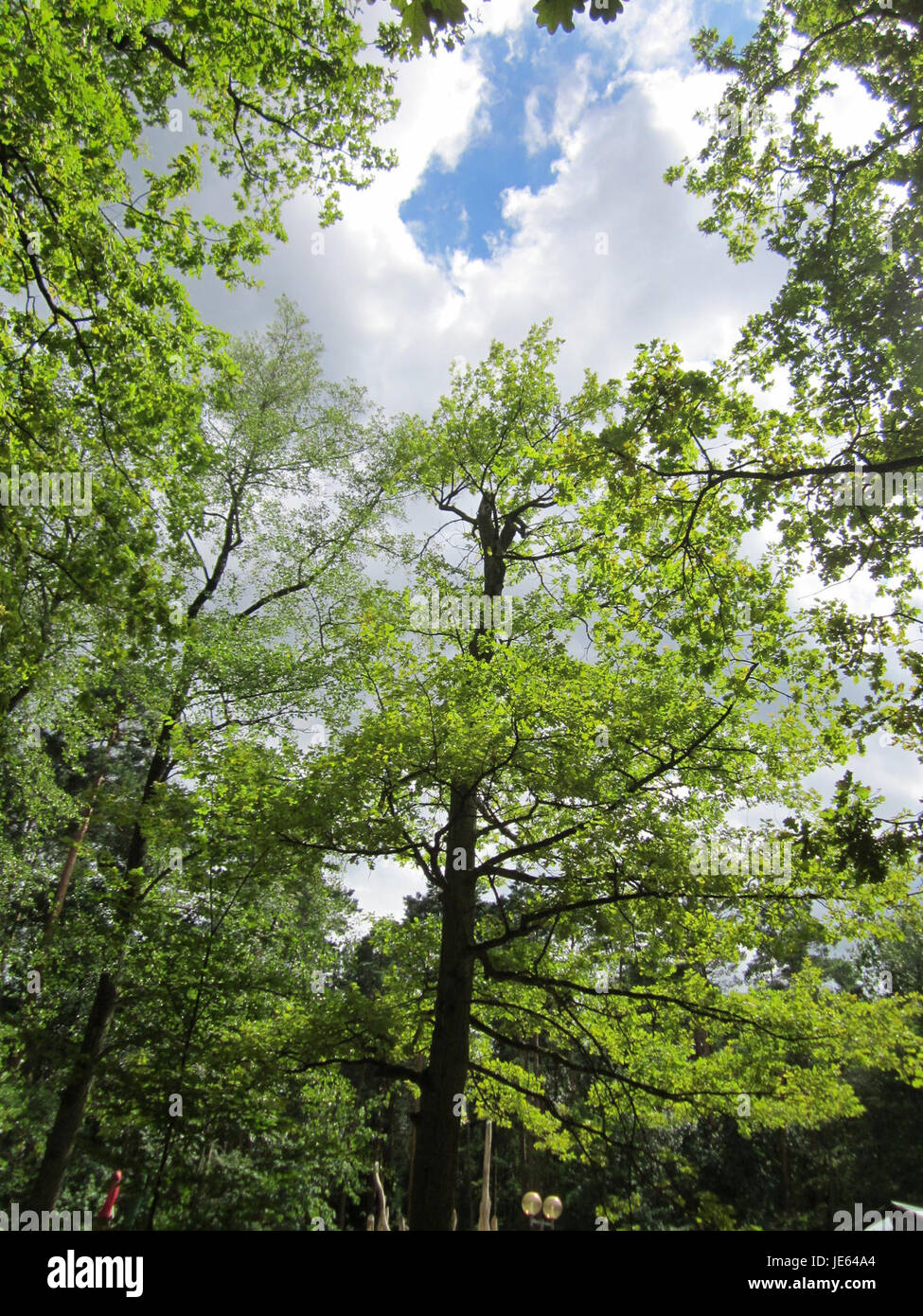 Le 31 juillet 2013, le Speyrer Wald, une zone forestière en Allemagne, a été observé ou documenté. La région est connue pour sa valeur écologique et sa beauté naturelle. Banque D'Images