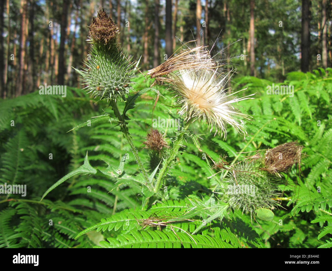 Cette photographie, prise le 31 juillet 2013, montre le Speyrer Wald (forêt de Speyer) en Allemagne, un riche habitat naturel connu pour sa biodiversité et sa verdure luxuriante. Banque D'Images
