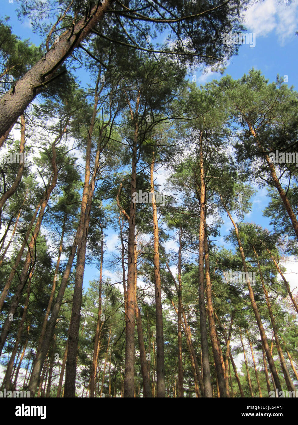 Une photographie prise le 31 juillet 2013 dans le Speyrer Wald, mettant en valeur l’environnement naturel de cette région forestière en Allemagne. Banque D'Images