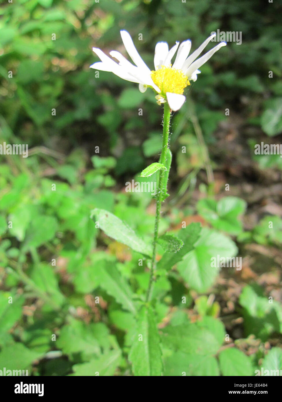 Photographie du Speyrer Wald, une forêt près de Speyer, en Allemagne, prise le 31 juillet 2013. L'image montre la beauté naturelle de la forêt avec ses arbres et son feuillage. Banque D'Images