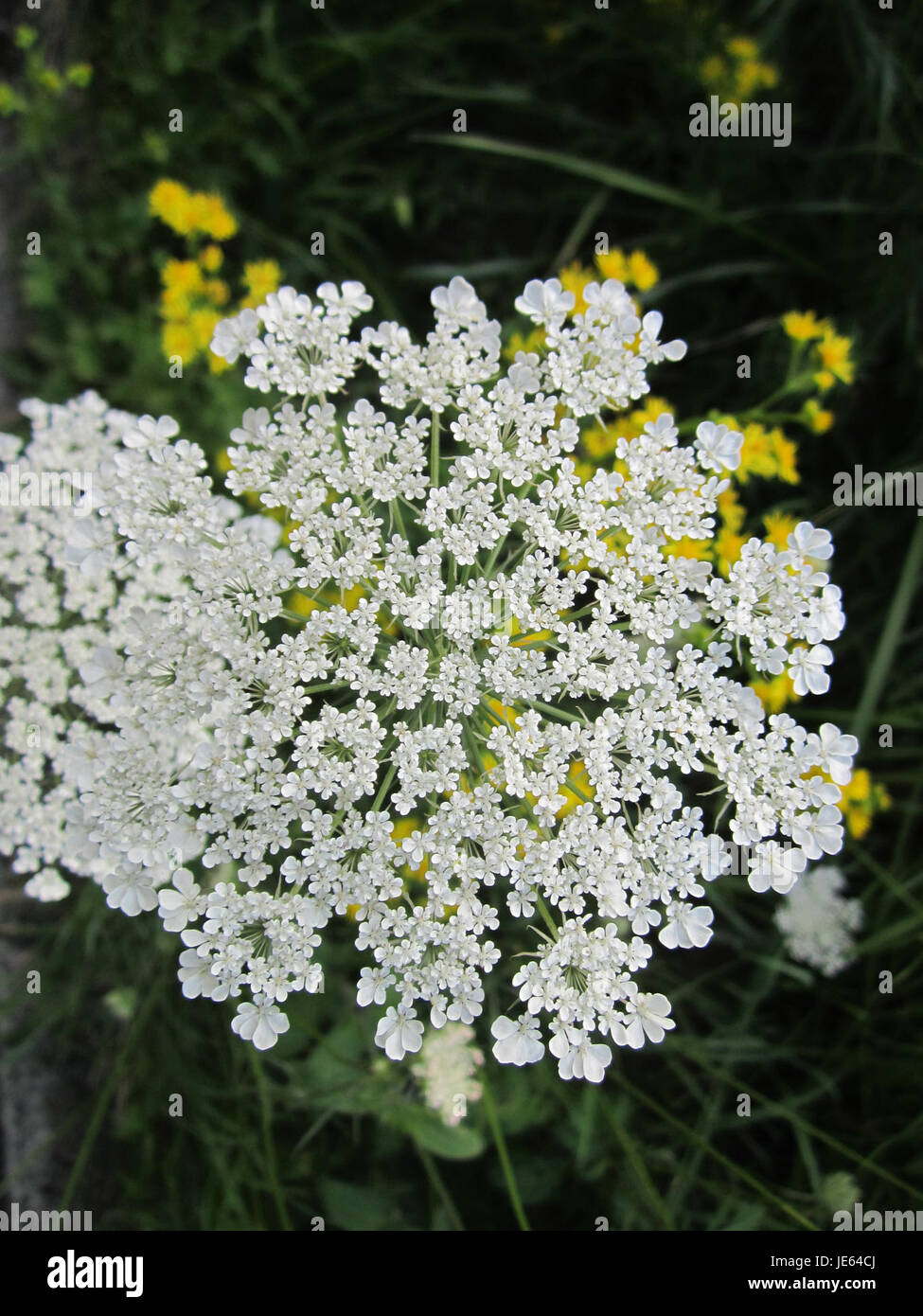 Une photographie de Wilde Moehre (carotte sauvage) prise le 31 juillet 2013 à Speyer, montrant les caractéristiques distinctives de la plante dans son habitat naturel. Banque D'Images