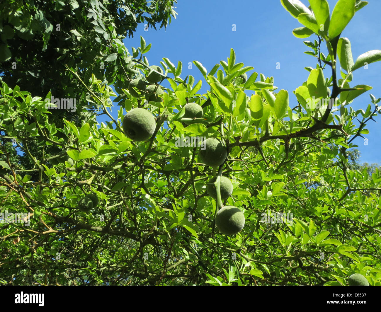 Citrus trifoliata, communément appelé orange trifoliée, est une plante d'agrumes robuste caractérisée par ses branches épineuses et ses petits fruits aigres. L'image, prise le 17 août 2013, montre la forme de croissance unique de la plante. Banque D'Images