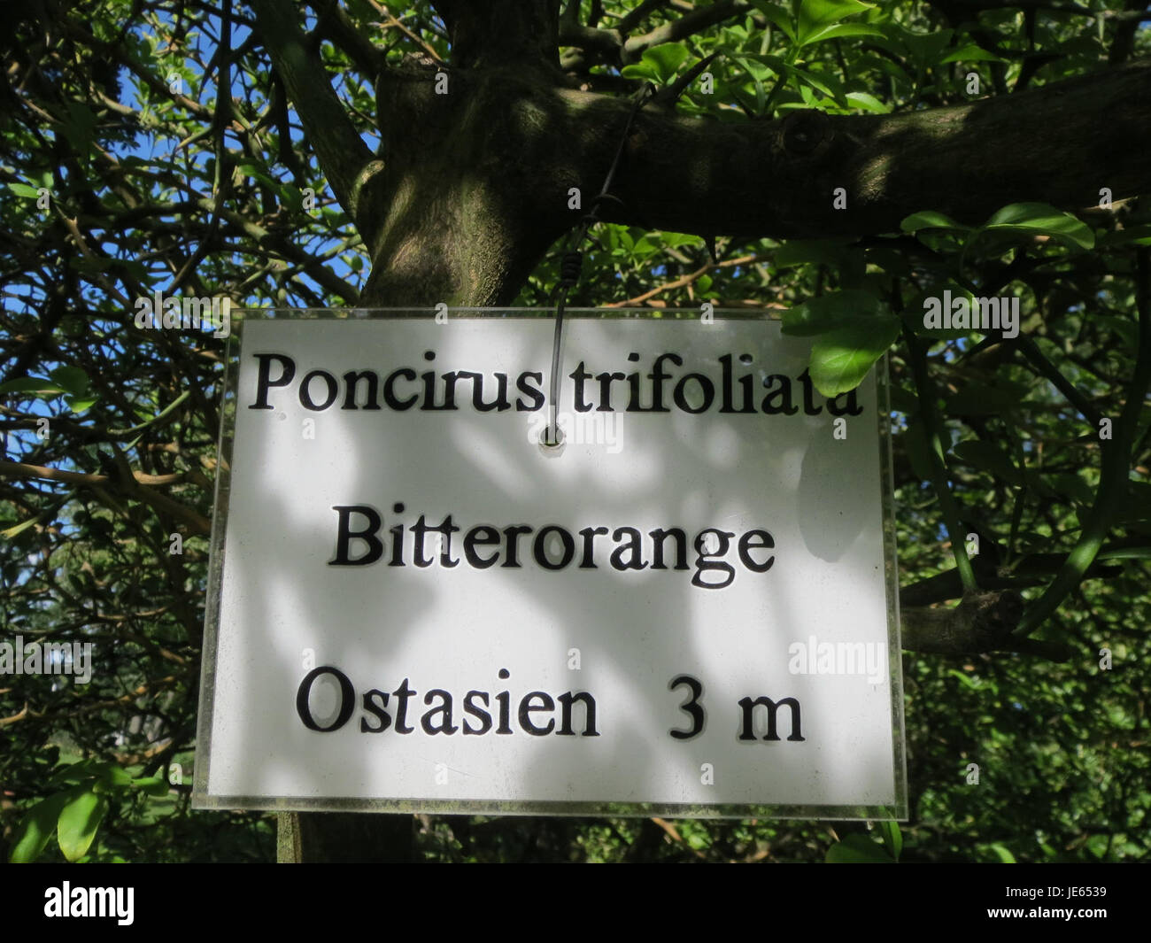 Citrus trifoliata, également connu sous le nom de Hardy Orange, est un petit arbre à agrumes connu pour sa résilience dans les climats froids. L'arbre produit de petits fruits amers et est souvent utilisé à des fins ornementales dans l'aménagement paysager et comme porte-greffe pour greffer d'autres variétés d'agrumes. Banque D'Images