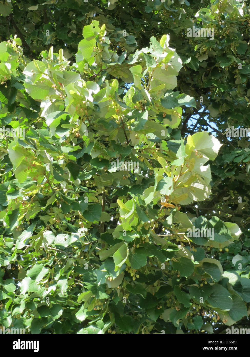 Un arbre de Silberlinde à Reilingen, en Allemagne, mettant en valeur le feuillage luxuriant de l'arbre et sa forme distinctive, typique de l'espèce Tilia. L'importance de l'arbre réside dans sa longévité et les avantages environnementaux qu'il procure dans les zones urbaines. Banque D'Images