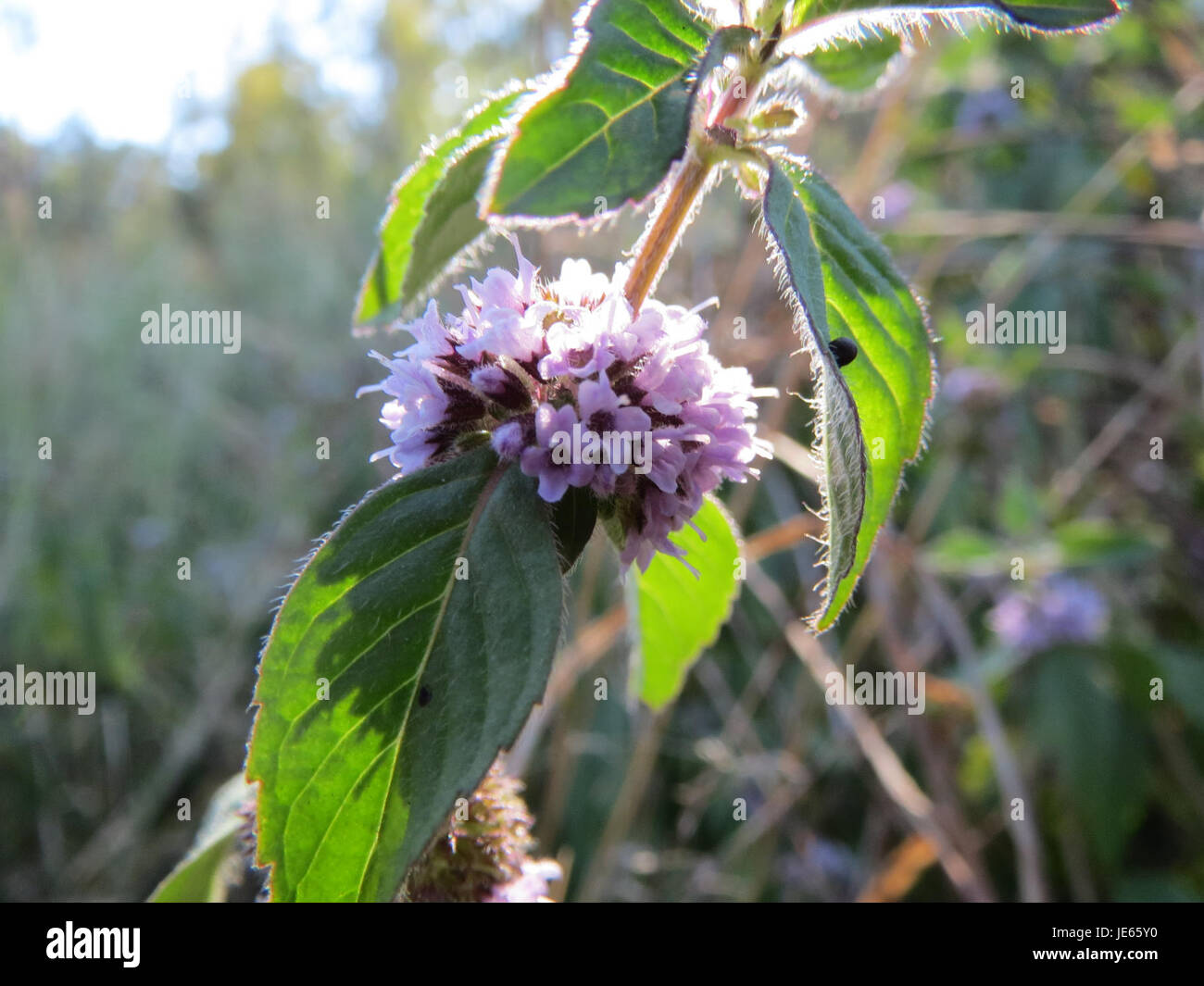 Ce titre fait probablement référence à une image ou une étude de l'herbe Ackerminze (menthe de maïs), prise le 5 septembre 2013, mettant l'accent sur les caractéristiques botaniques de la plante et son utilisation dans diverses applications. Banque D'Images