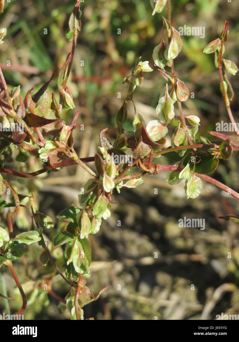 Windenknoeterich, également connu sous le nom de limoneweed, est une espèce végétale caractérisée par son habitude grimpante et ses fleurs en forme de trompette. Il pousse couramment dans les zones sauvages et est connu pour sa propagation rapide et sa nature robuste. Banque D'Images