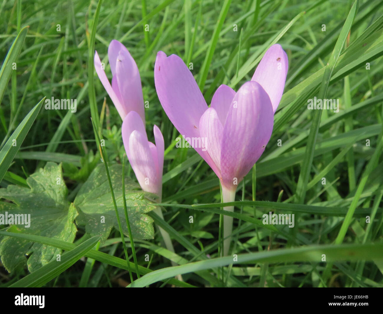 Colchicum autumnale, communément appelé crocus d'automne, est une plante à fleurs de la famille du lis. Il fleurit en automne et est connu pour ses fleurs violettes, qui sont souvent utilisées en médecine traditionnelle pour leurs propriétés médicinales. Banque D'Images