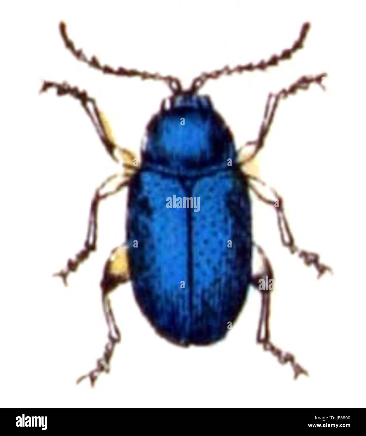 Aphthona nonstriata, une espèce de coléoptère à puces, est connue pour son rôle d'agent de lutte biologique contre les plantes envahissantes, en particulier la mauvaise herbe Cirsium arvense (chardon du Canada). Banque D'Images