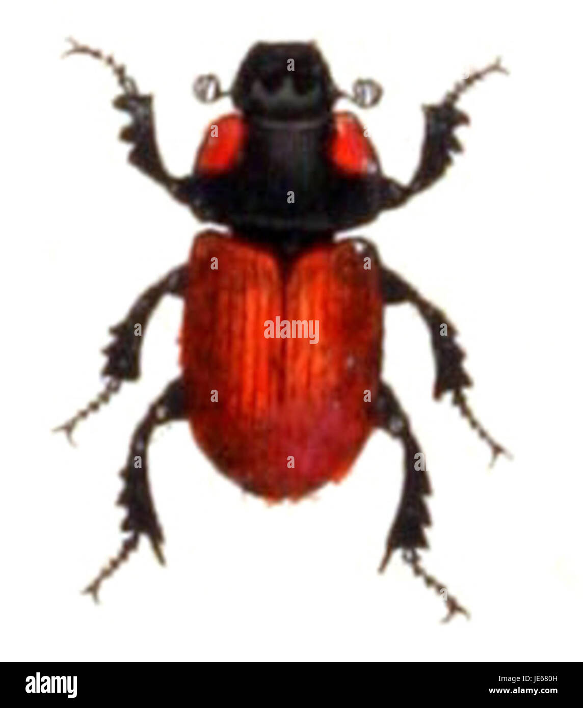 Une image d'Aphodius fimetarius, une espèce de coléoptère du bousier, capturée pour sa forme corporelle caractéristique et son rôle écologique dans la décomposition de la matière organique. Banque D'Images