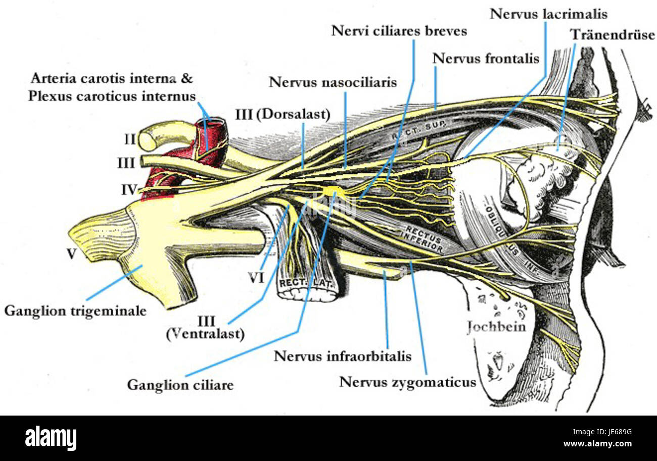 Une étude du nerf optique, axée sur son anatomie, sa fonction et son rôle dans la vision. Le nerf optique transmet l'information visuelle de la rétine au cerveau, jouant un rôle clé dans le processus de la vue. Banque D'Images
