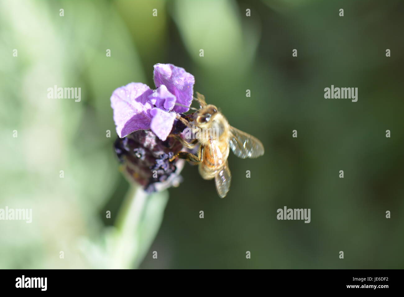 abeille sur une fleur, Banque D'Images