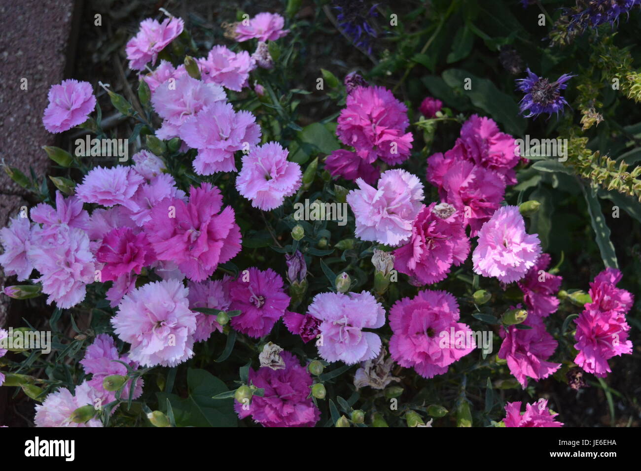 Grappe de fleurs Banque D'Images